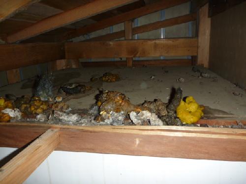 住みつかれた屋根（天井）裏・床下は、糞・尿が山積みに！