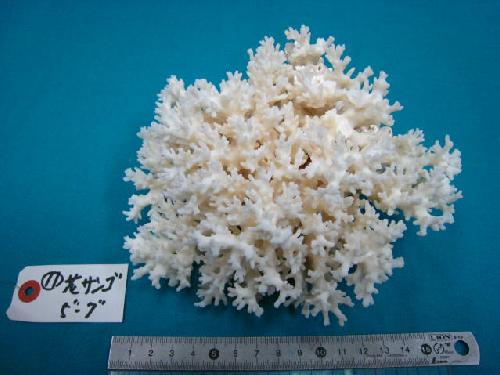 天然サンゴ飾り�J（花サンゴ・５”−７”）