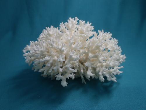 天然サンゴ飾り114（花サンゴ・20�p）  