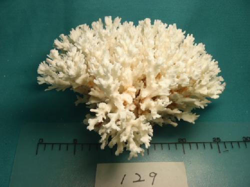 天然サンゴ飾り129（花サンゴＬ・26×23�p）