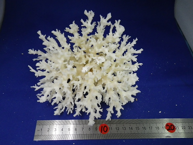 天然サンゴ飾り2３１（花サンゴＳ・ｗ１６�p） 