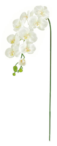 胡蝶蘭（Ｌ）×９（ホワイト・花径４〜１０ｃｍ全長10５ｃｍ）ＦＬＳ５183Ｌ