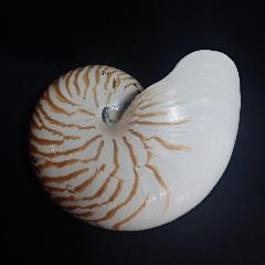 CULjVRLiIELikjEPU|QOj 