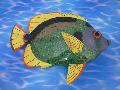 熱帯魚トロピカルフィッシュ（Ａ）３６ｃｍプラスチック製９６２９