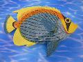 熱帯魚トロピカルフィッシュ（C）３7ｃｍプラスチック製９６２９ 