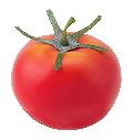 野菜サンプル（フレッシュトマト１２個入り・約７ｃｍ・スチロール製）ＶＦ１２６３