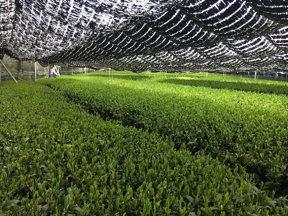 お茶の生産に携わり50余年。伝統の技と高度な技術