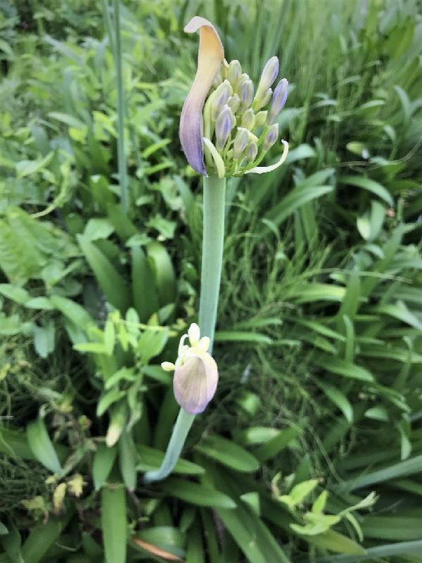 agapanthus