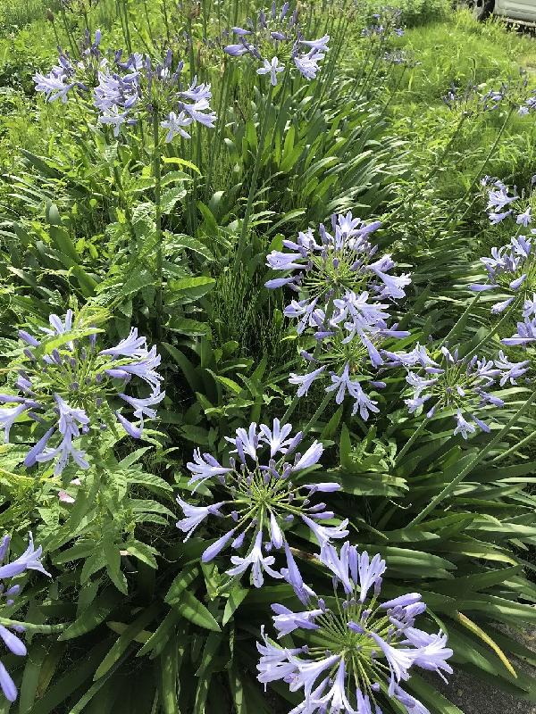 agapanthus