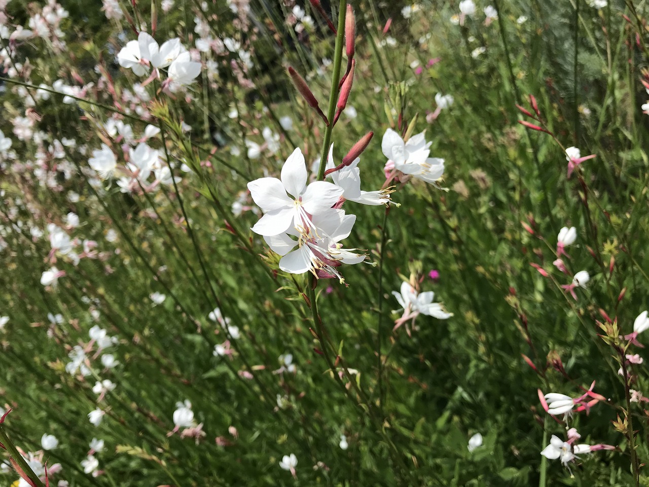 清楚な白い花 風我里 ふわり ｂｙ有限会社中村庭園 スマートフォン