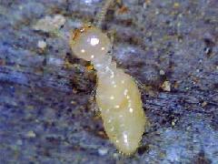 ヤマトシロアリ職蟻
