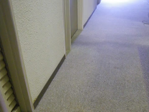 カーペット洗浄作業前②