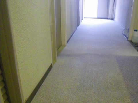 カーペット洗浄作業中