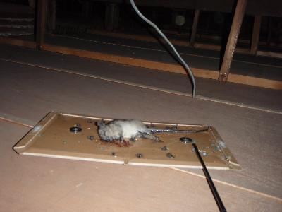 �S���ŕߊl���ꂽ�N�}�l�Y�~