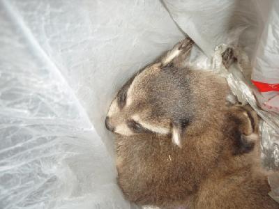 一階玄関ホールの壁を開口してアライグマの赤ちゃんを救出！