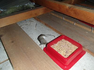 �}�E�X�t�B�[�h(�ŉa)�̘e�Ŏ���ł����n�c�J�l�Y�~