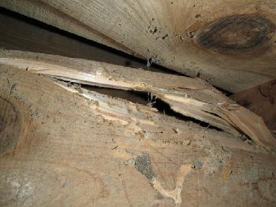 ぬれ縁取付け部にあたる土台木部にも被害が拡がっており、まさに現在活動中の白蟻を多数確認しました。