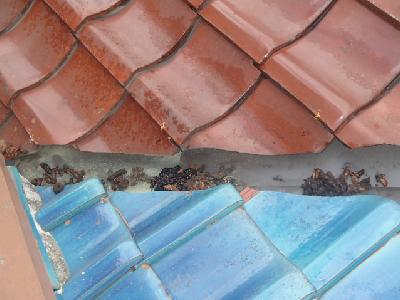 屋根瓦上のハクビシンの糞