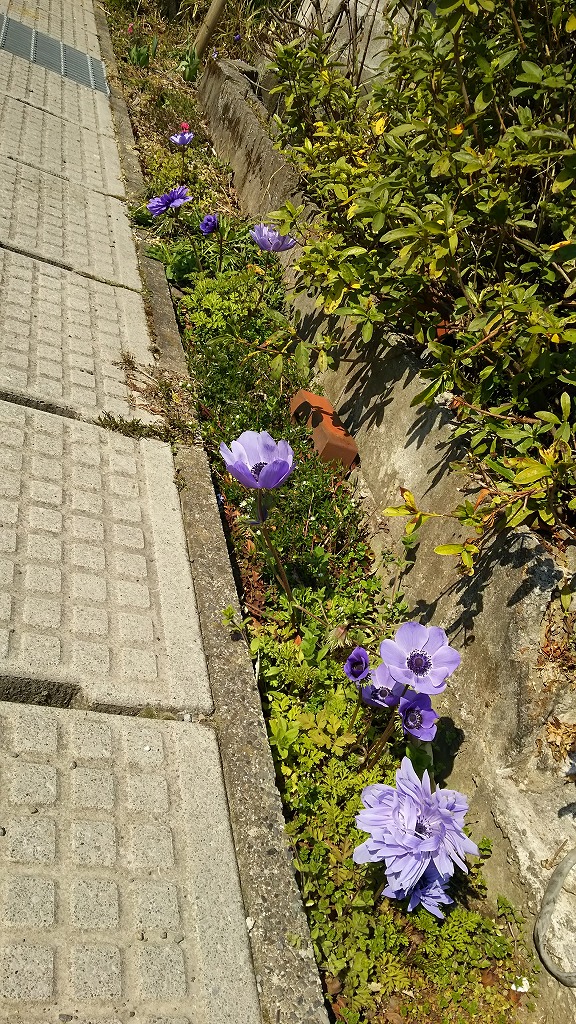 花壇に咲く紫の花の写真