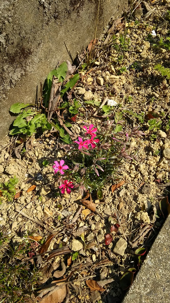 花壇に咲くピンクの花の写真
