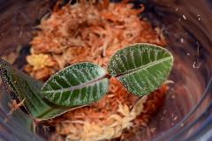 Labisia sp. Pulau Lingga 