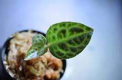 Ardisia sp. turtle back from Sanggau 