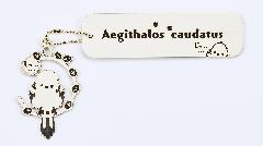 V}GiK@Aegithalos caudatus06