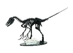ドロマエオサウルス　黒