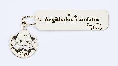 V}GiK@Aegithalos caudatus05