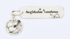 V}GiK@Aegithalos caudatus07