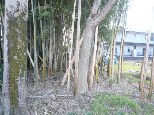 一宮市北神明町で竹・樹木の伐採作業