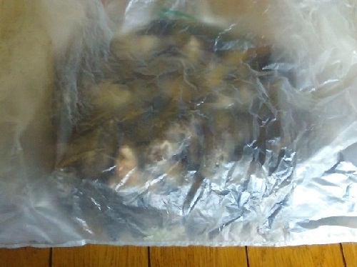 東京都豊島区　ハクビシンのフンを回収。天井裏の殺菌消毒作業