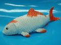 魚ディスプレイ鯉（白/赤）２１ｃｍ・ゴム製