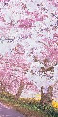 桜満開スクリーン・タペストリー１８０×９０ｃｍポリエステル製