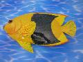 熱帯魚トロピカルフィッシュ（Ｆ）３８ｃｍプラスチック製９６２９
