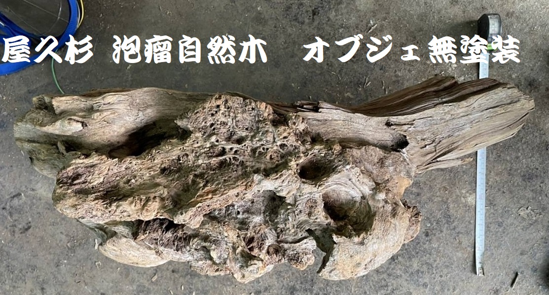 泡瘤ができた古木(床の間に置く飾りの置物として)