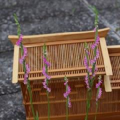 NO10�U�T�@���v���ي����ܓX�O�̃l�W�o�i�Ɨ钎��