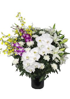 ���ԁi�a�ԁj�y��z33000�~