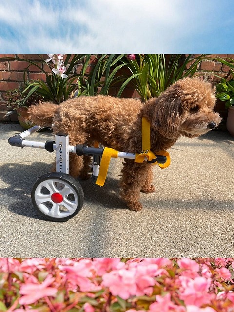 小型犬用車椅子（日本製）