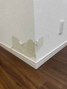 ybg̋Ж؂菝EǎNXjC sk tWer璹̂܂݂ɂȂbI gD̒Ő