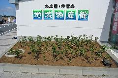 千葉県公共施設植栽　自動潅水ホース設置作業