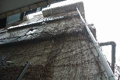 東京都世田谷区オフィスビル外壁のツタ取り作業　作業前