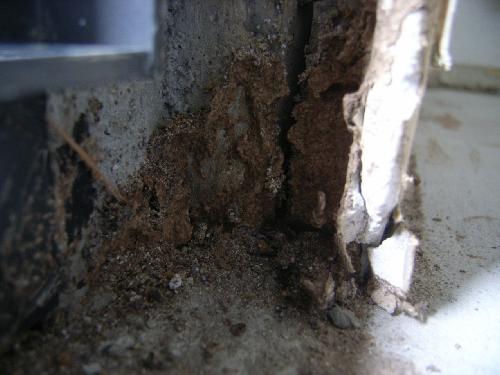 鉄筋マンションのシロアリ被害写真 白蟻 駆除 予防 調査 大阪 ヤマトシロアリ研究所 スマートフォン