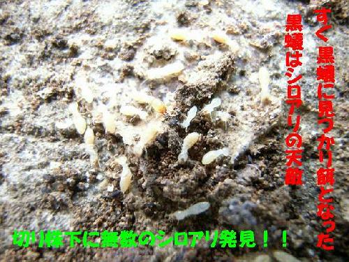 黒蟻はシロアリの天敵 白蟻 駆除 予防 調査 大阪 ヤマトシロアリ研究所 スマートフォン