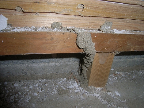 分厚いコンクリートを突破したイエシロアリの蟻道 白蟻 駆除 予防 調査 大阪 ヤマトシロアリ研究所 スマートフォン