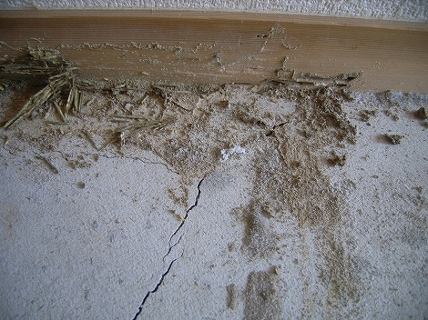 マンションの分厚いコンクリートをヒビから突破 白蟻 駆除 予防 調査 大阪 ヤマトシロアリ研究所 スマートフォン