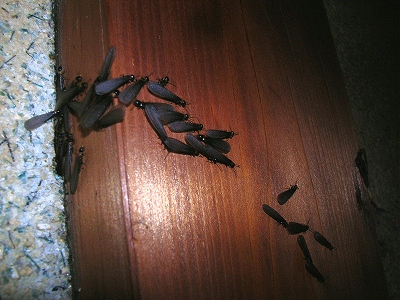 ２０２１年４月１９日よりヤマトシロアリの羽アリが飛んでます 白蟻 駆除 予防 調査 大阪 ヤマトシロアリ研究所 スマートフォン