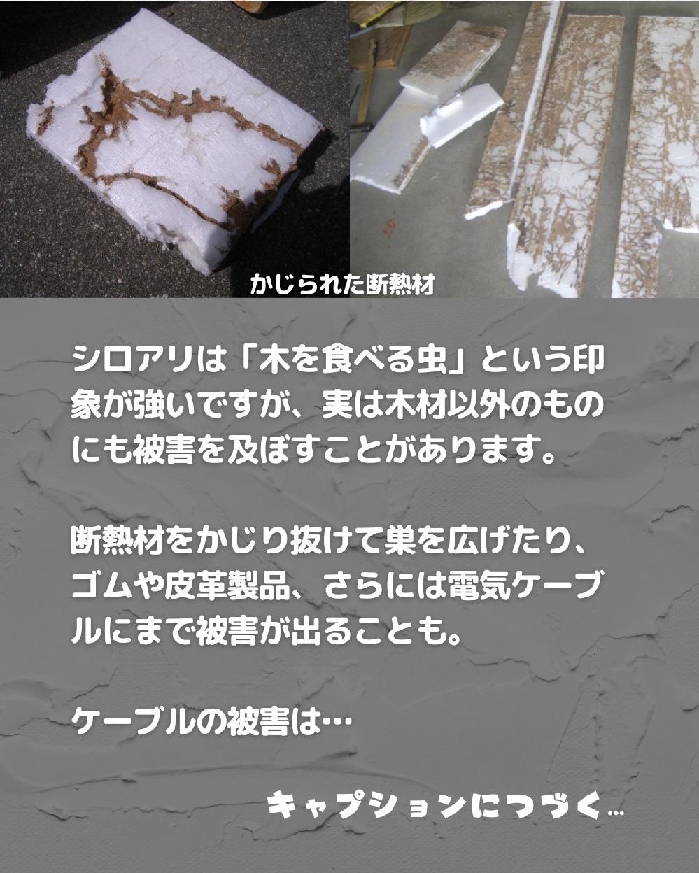 シロアリは木材以外のものにも被害を及ぼすことがあります。