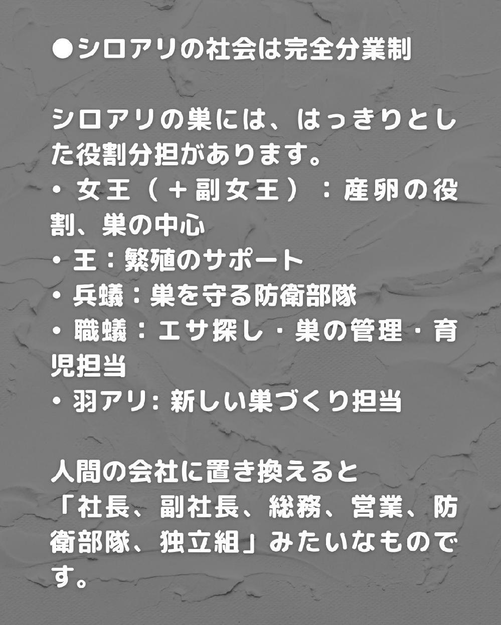 �V���A���̎Љ�͊��S���Ɛ�