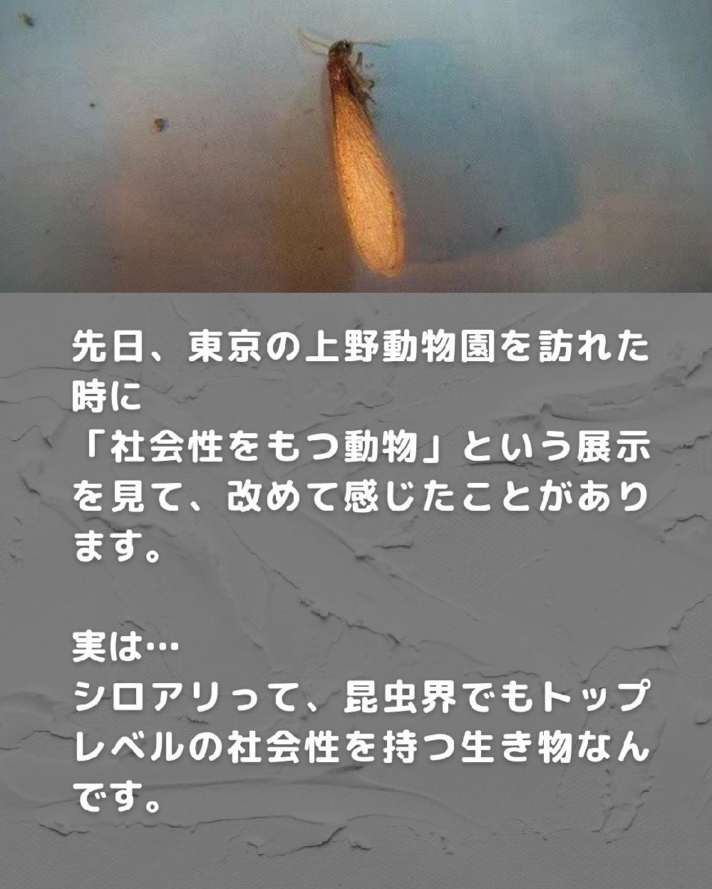 �����E�ł��g�b�v���x���̎Љ�����V���A��